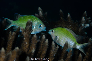 L O V E R
Happy Valentine's Day 14 Feb 2015
Blue-green ... by Irwin Ang 